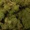 12 Pack: Spring Green Reindeer Moss by Ashland®